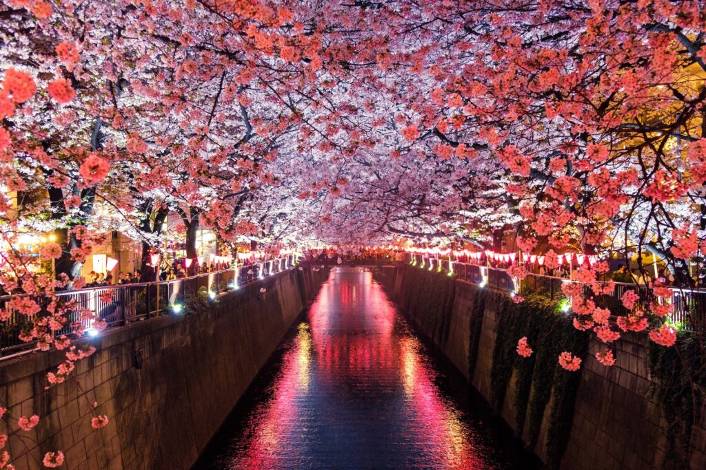 Imagen de arboles al lado de rio en Japon