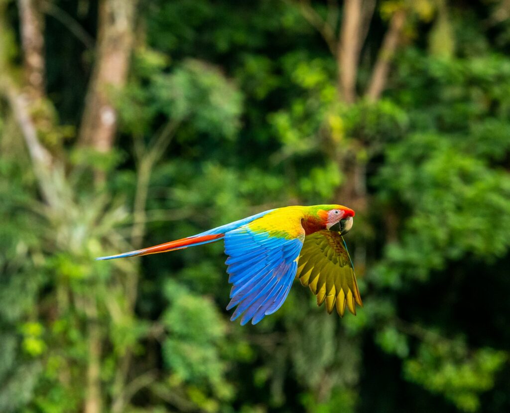 Imagen de pajaro en Costa Rica